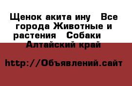 Щенок акита ину - Все города Животные и растения » Собаки   . Алтайский край